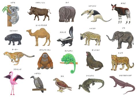 動物代表|いきもの.com 